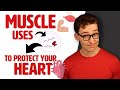 How muscle protects against heart disease without exercise study 277