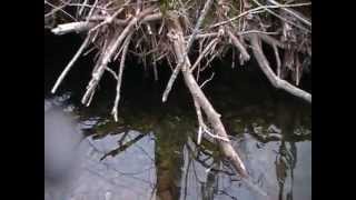 Dip netting smelts! Thousands in the brook. Easy pickings!