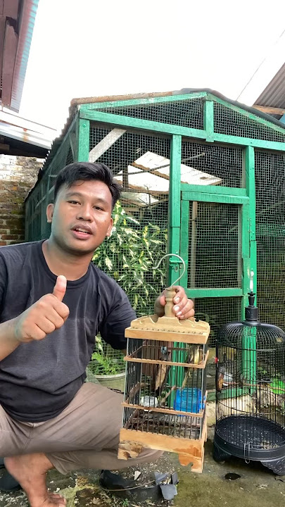 CIBLEK ALANG ALANG KOLEKSI BARU DI SANGKAR MINI SEMOGA BISA HIDUP