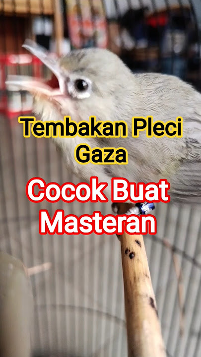 Tembakan Pleci Gaza cocok buat masteran #viral #plecigacor #masteranjernih