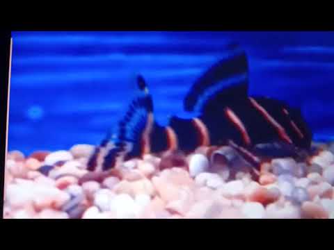 الحلقة السادسة والعشرين حياة سمكة البليكوستوماس تغذيتها وتفريخها والحرارة والحموضه المناسب واشكالها