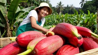 Harvest And Sell RED BANANAS At The Market - Top 1 Tropical Fruits
