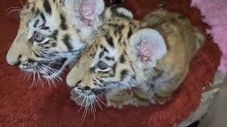 Питбуль лучшая няня для тигрят / pit bull is the best nanny for tiger cubs