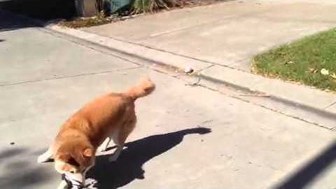 Simple life, simple pleasure