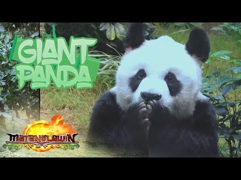 Matanglawin: Giant Pandas