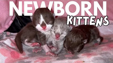 Watch the video about Newborn British Shorthair Kittens | 14 hours old