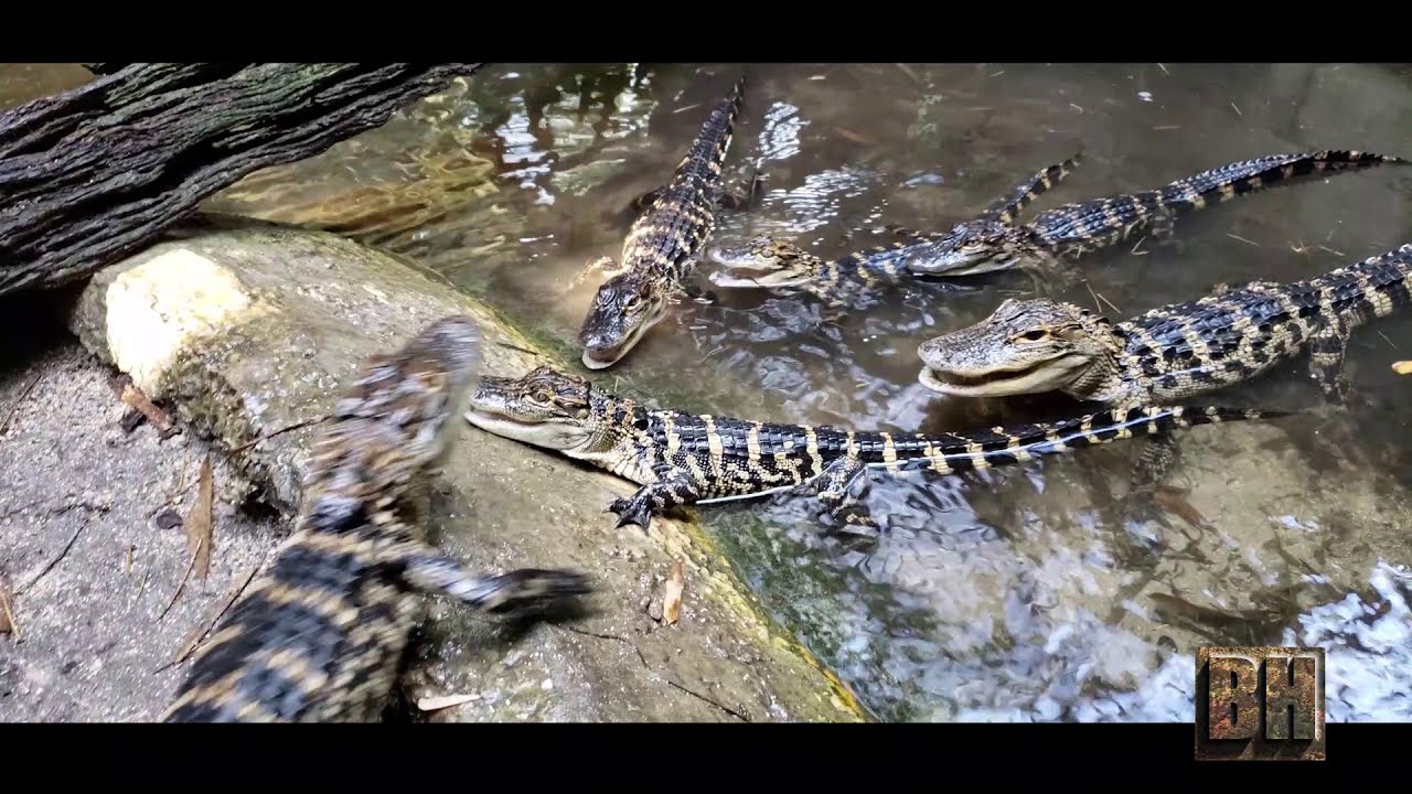Alligator Care Part 1 (Pro Level) 