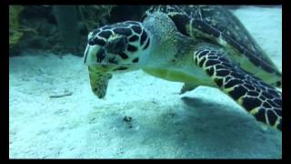 Whale sharks, Turtles and Rays, Oh My! May Madness 2013