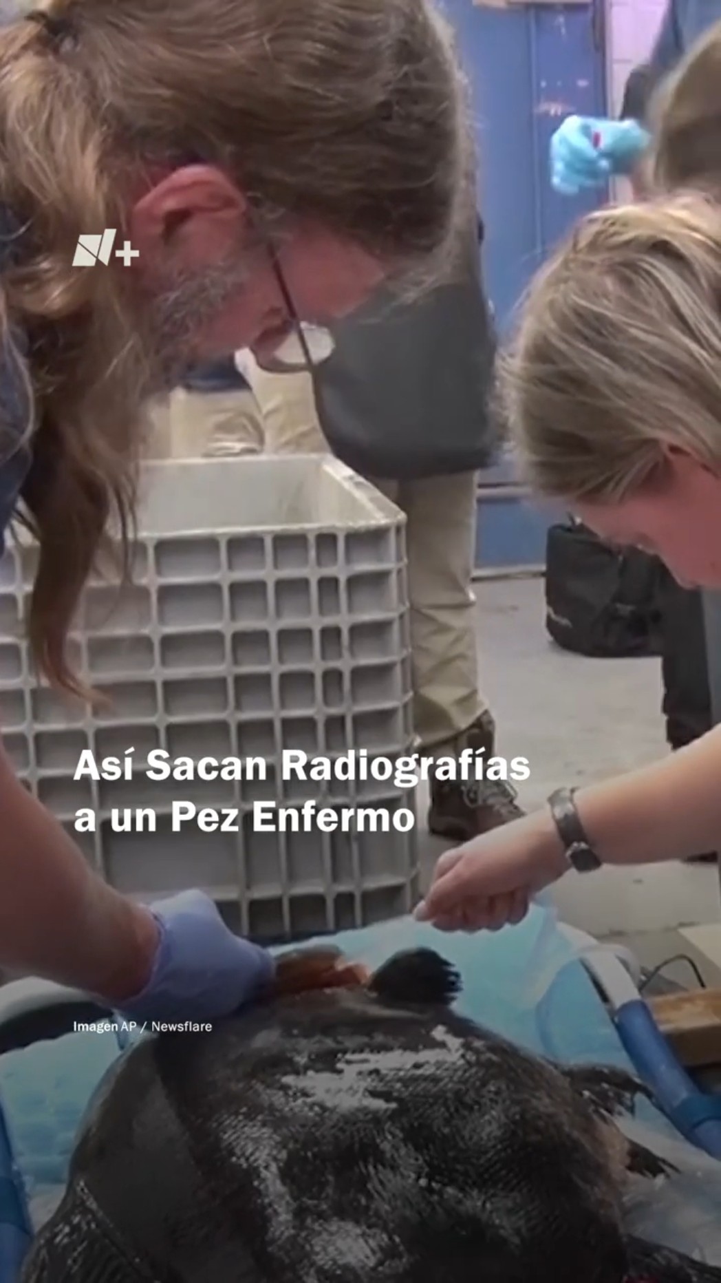 Así sacan radiografías y dan tratamiento a pez enfermo en zoológico - N+ #Shorts