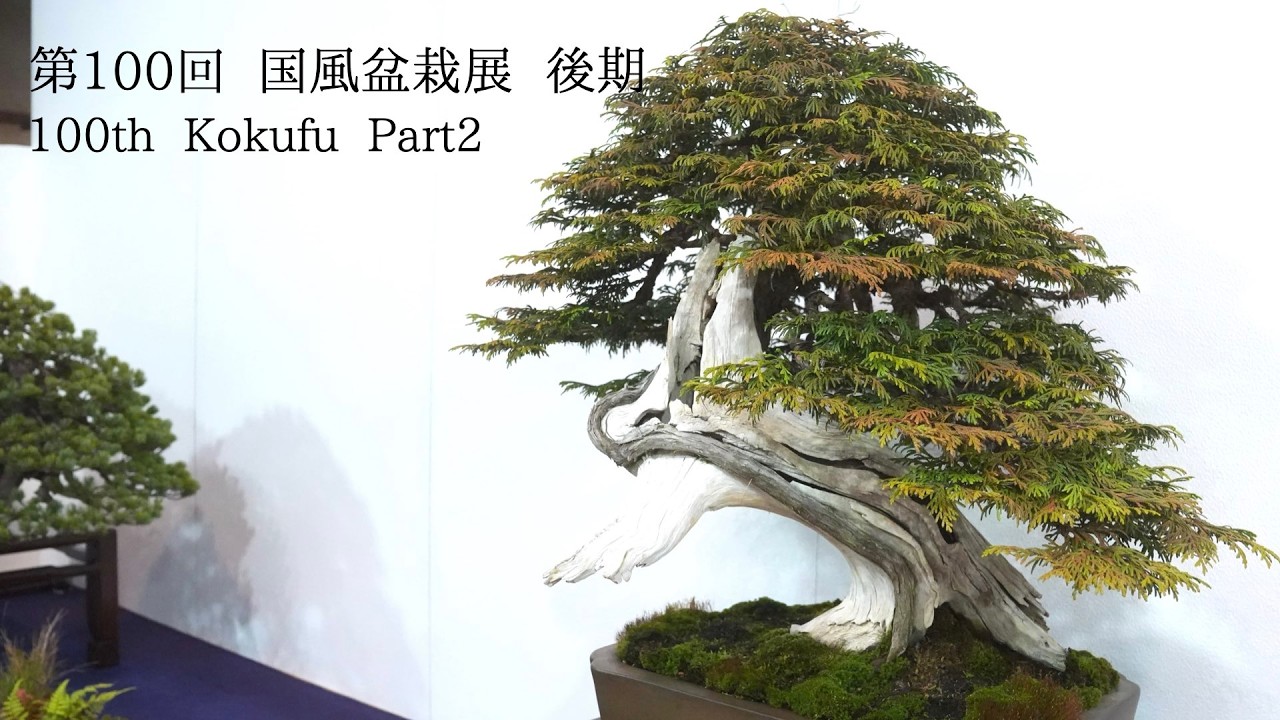 [4K] 第100回 日本盆栽国風展 後期 全出品樹