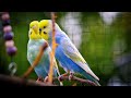 Rainbow Budgies Sounds