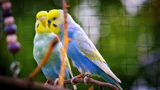 Rainbow Budgies Sounds by Budgie Nation 8,247 views 5 months ago 1 hour