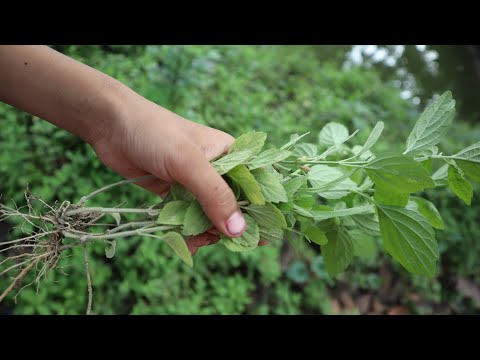 ভিডিও: বসন্ত এবং শরত্কালে গাছ সাদা করা