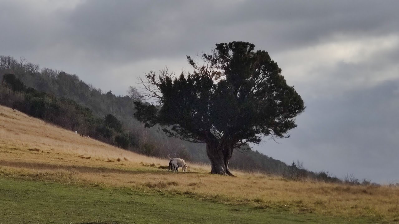 Dec 29th 2021——Sermons in the hills