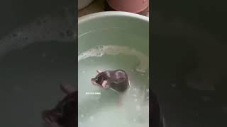 Adorável Ratinho Tomando Banho E Se Ensaboando