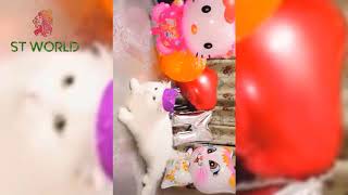 Stylish Cats - Baby Cats - Cute And Funny Cat Videos Compilation #15-2020