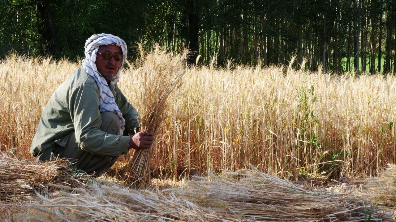 From Dust to Harvest: How Afghan Farmers Revived Their Land and Hope