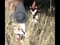 Why you should play Outcome Memories! (check desc)