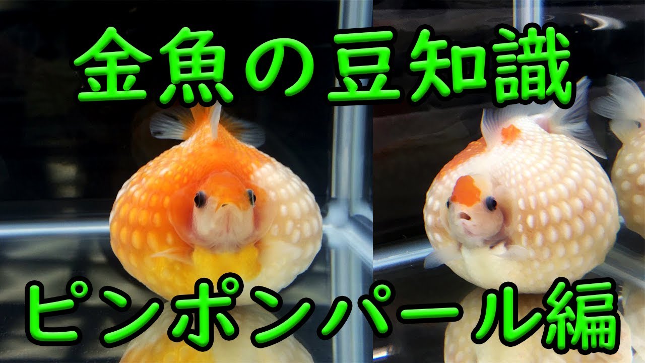 ソフトボールみたいな金魚【金魚の正体】 - YouTube