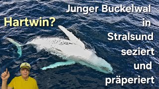 Hartwins Walnekropsie Timmy NEWS5 interviewt Prof Baschek vom Meeresmuseum Mein Statement