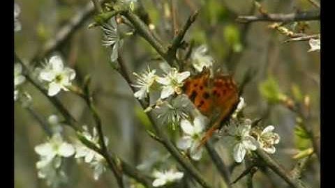 gehakkelde aurelia.wmv