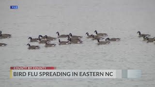 Multiple confirmed cases of Bird Flu confirmed in eastern North Carolina
