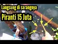 Trik Mancing Ikan Red Devil||piranti super||lihat hasilnya gimana