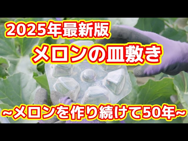 2025] Melon tray. The weather is unstable, so the fruiting period