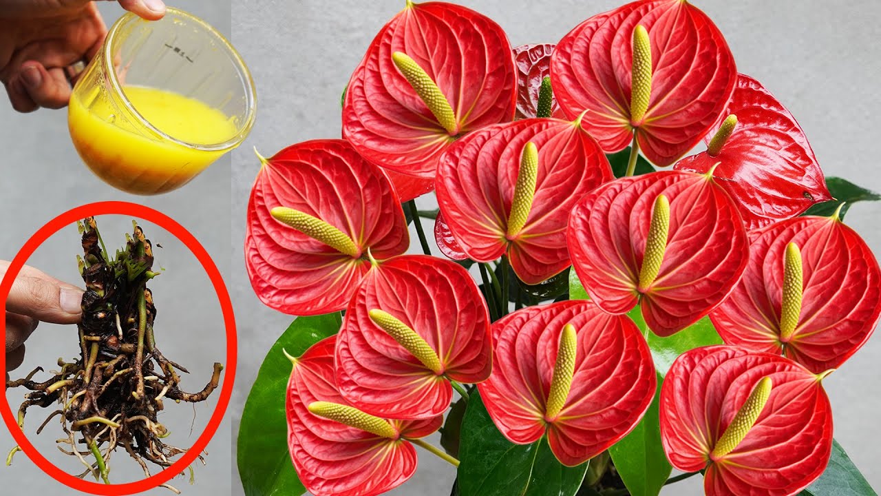 Anthurium Flowers BLOOM LIKE CRAZY With This Simple Formula