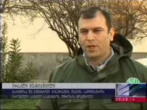 MOE: ეროვნული სატყეო სააგენტოს თანამშრომლებმა ხე-ტყის უკანონო მოპოვების რამდენიმე ფაქტი გამოავლინეს