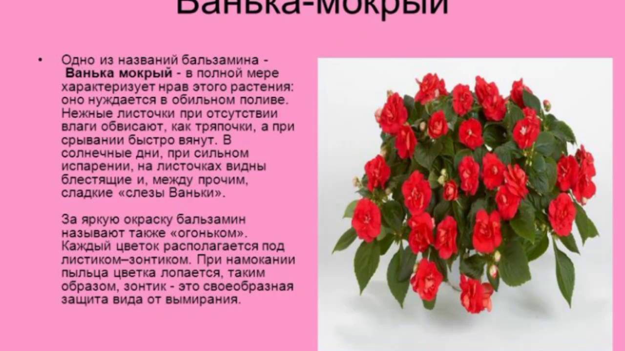Мокрый Ванька Комнатный Цветок Уход Фото