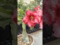 Velvet like Adenium Flower #terracegarden #adeniumgarden #adeniumflowers #adeniumcare
