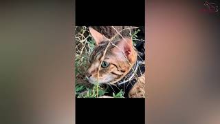 My Bengal Tiger First Day Out