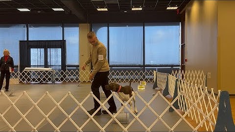 Nitro, AKC Rally; Choice NQ