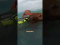 Coast Guard RESCUES Man And His Dog🔥🔥🔥#coastguard #bodycamera #usmilitary #lawenforcement