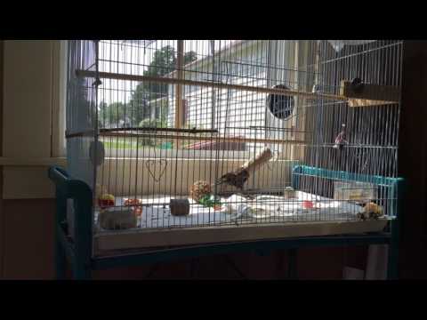 Pet Starling / Bessette Da Birdie / Playing w Toilet Paper Roll