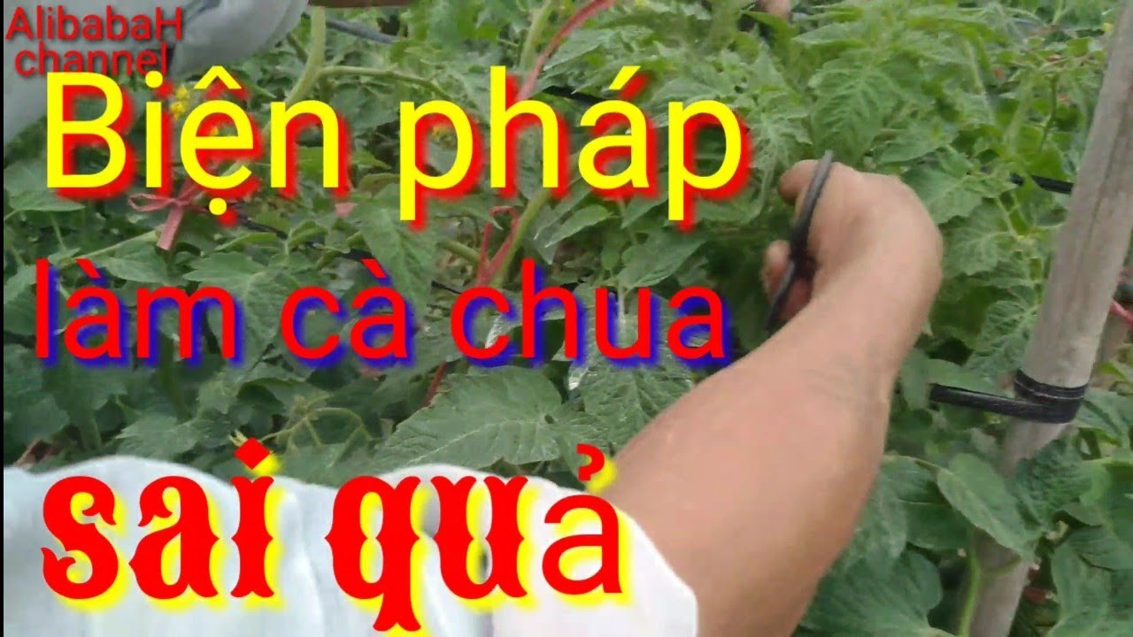 Biện pháp làm cà chua sai quả như sung, cách trồng cà chua sai | AlibabaHchannel