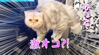 もう、、威嚇まで可愛いなんて・・・【猫】