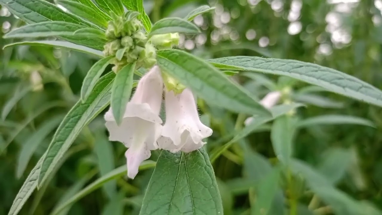 কবি বাহরাম খানের নায়িকার নাসিকা ও তিলফুলের সৌন্দর্য 