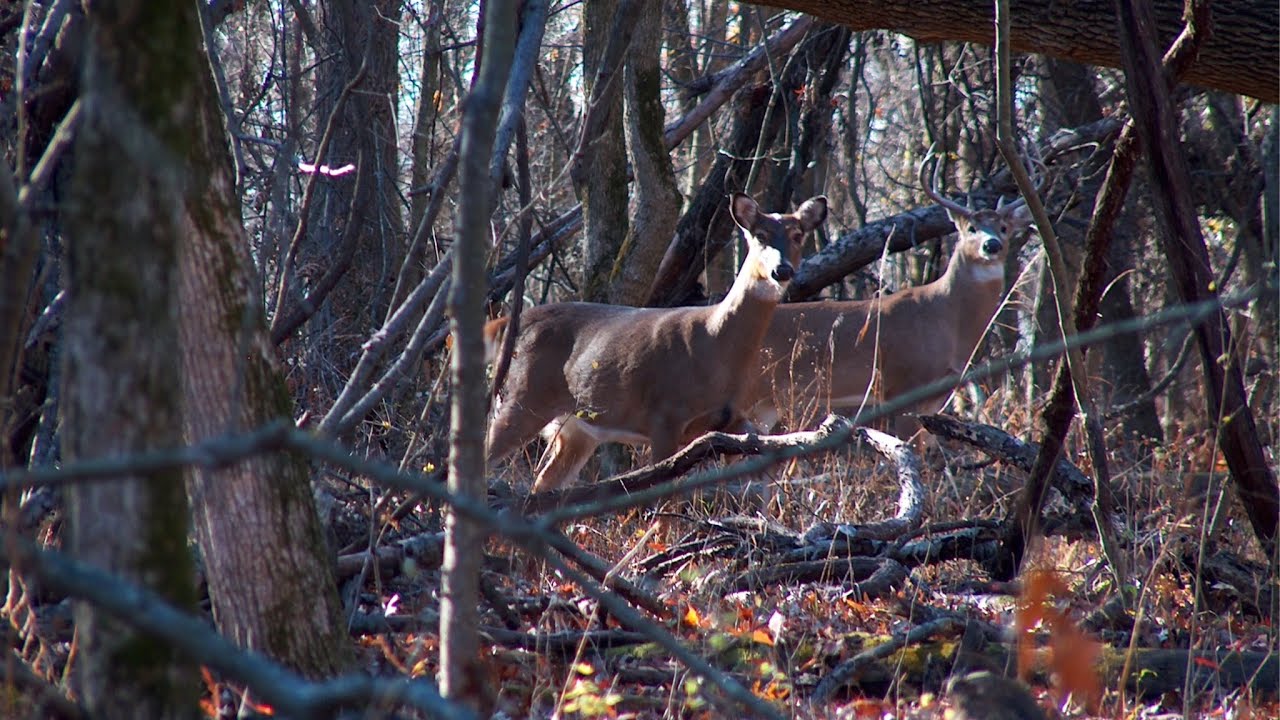 Deer Friends of Cahokia Mounds YouTube
