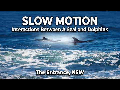 Slow-Motion Interactions Between A Seal and Dolphins – The Entrance NSW