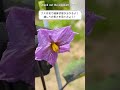 ナスの花で健康状態をチェック!Check out the eggplant flowers!