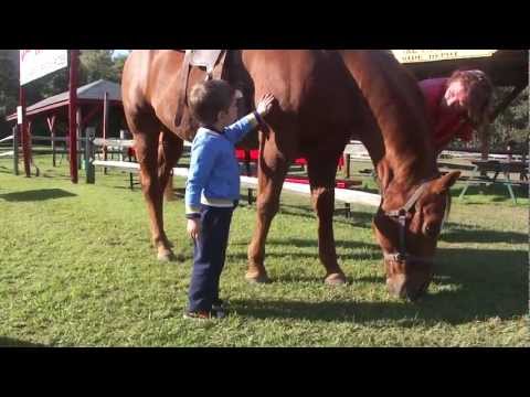 Videó: Eszik a lovak lóherét?