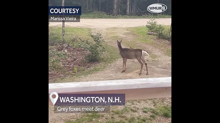 Watch: Fawn meets two grey foxes in Washington, NH