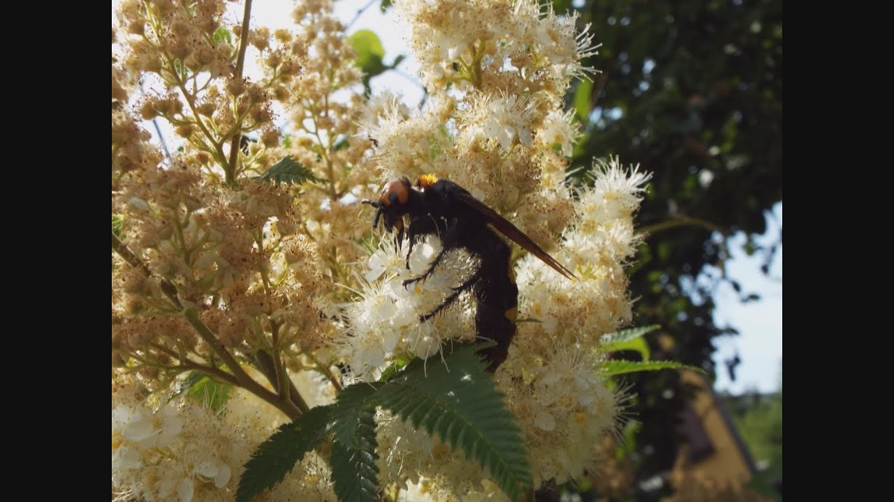 latin pinwormban