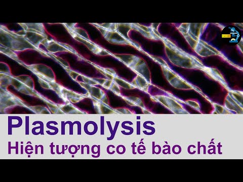 Video: Plasmolysis trong tế bào thực vật là gì?