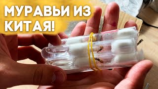 Первая посылка с муравьями из Китая 2023! Распаковка \\ Димон и пумба