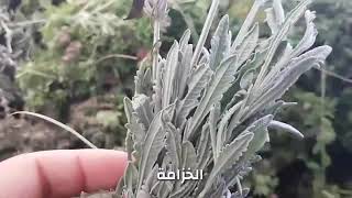 الأعشاب المغربية المعطرة
