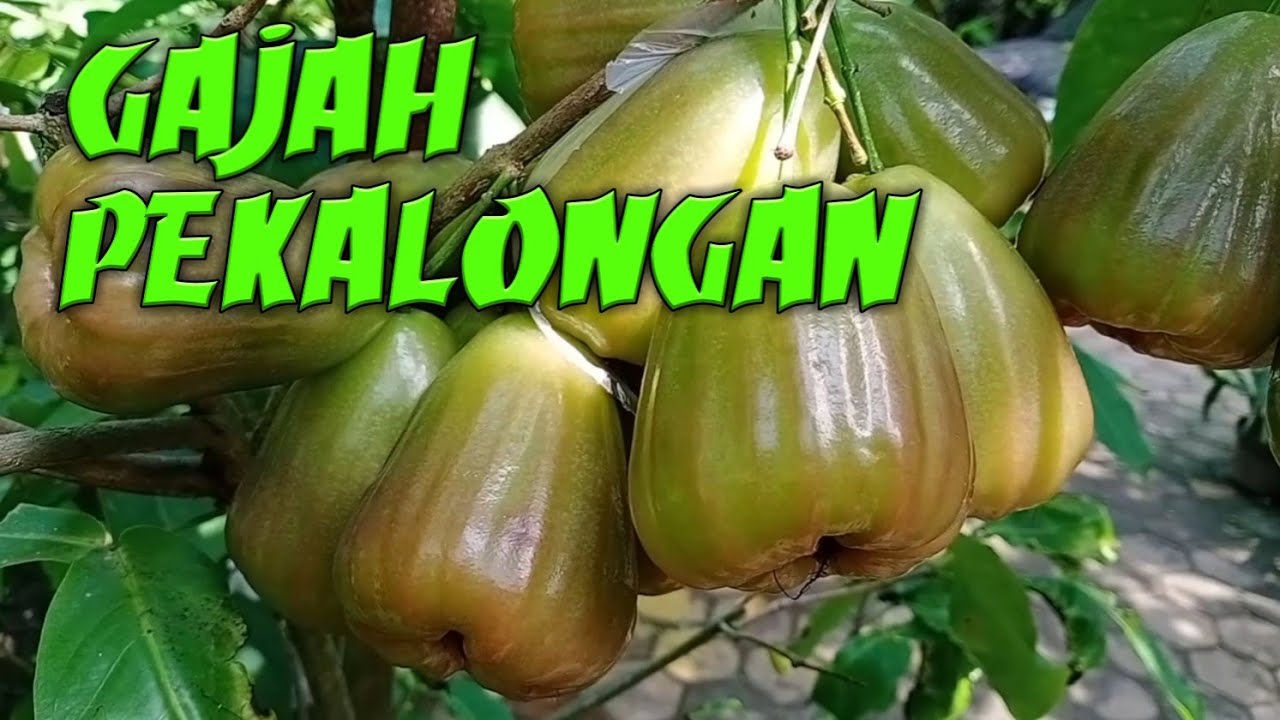 JAMBU GAJAH PEKALONGAN YANG JUMBO DAN MUANIISSS...