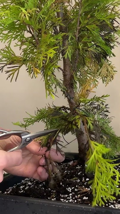 Бонсай туя смарагд. Стайлінг бонсай #bonsai #бонсай #туя #tuja # ...